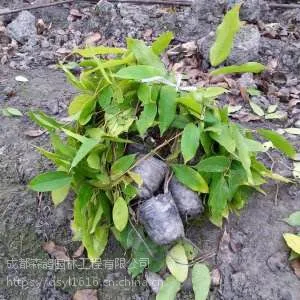 出售藤本植物油麻藤,爬山虎,100公分长油麻藤价格,批发油麻藤杯苗