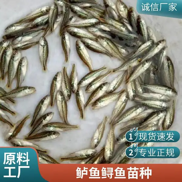 山东日照鲈鱼苗养殖场鲟鱼鱼苗供应适应多种水质