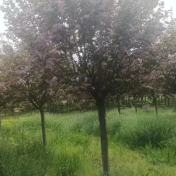陕西周至直供日本晚樱,晚樱基地,陕西樱花直销,现货批发