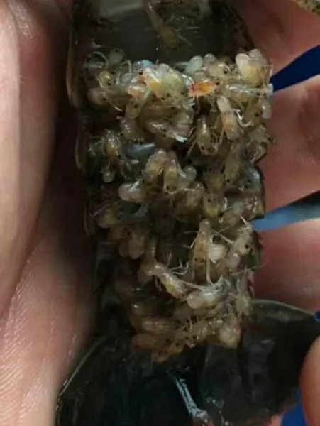 长期供应龙虾苗 青虾种苗 种虾