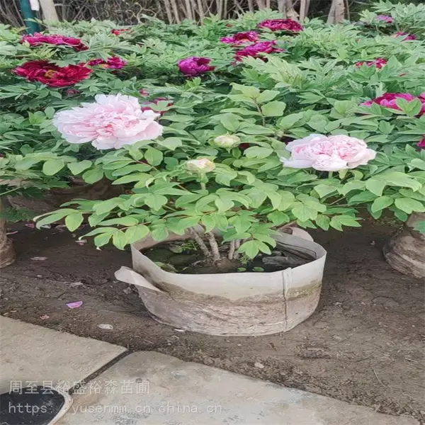 美植袋容器苗牡丹 100高丛生多花大苗品种皇冠黄色牡丹 菏泽牡丹陕西种植户