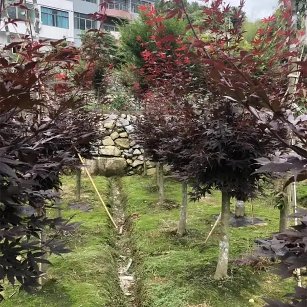 三季红红枫 庭院绿化公园小区街道风景树品相好易成活 基地出售