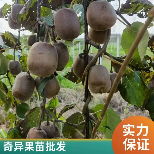 徐香猕猴桃苗 红心猕猴桃 盆栽地栽黄心奇异果苗现挖现卖
