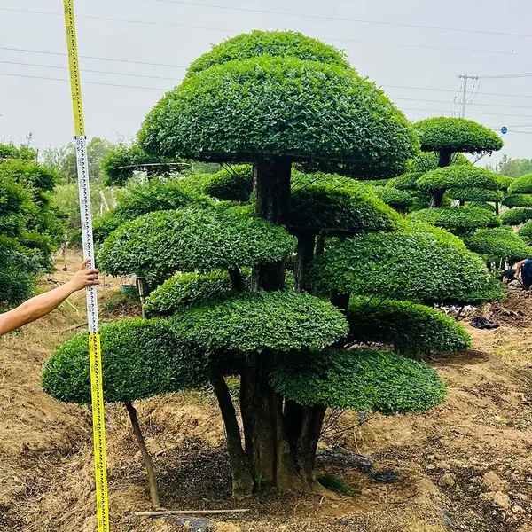 造型对节白蜡 景观工程用造型树 基地货源充足