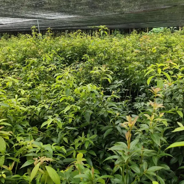 楠木袋苗,H50以上的楠木袋苗价格
