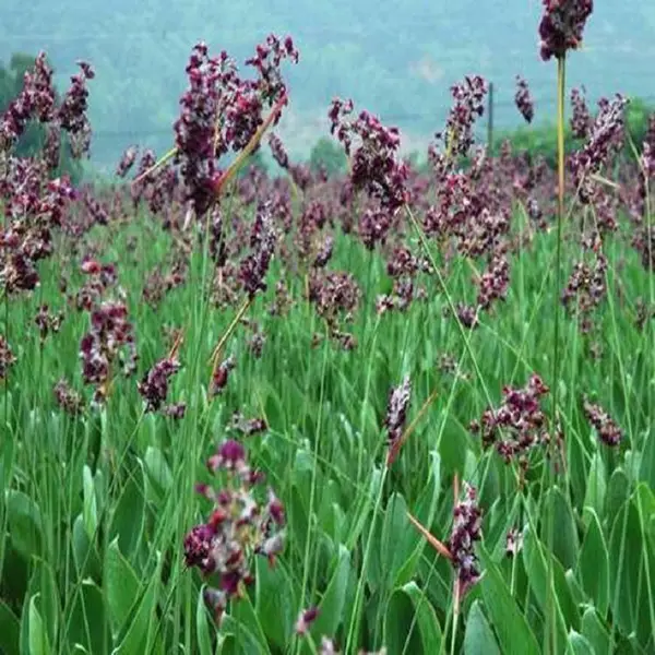 再力花 旱伞草 菖蒲 花叶芦苇 基地工程绿化 水生植物四季常青