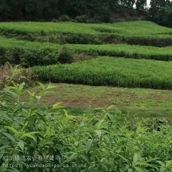 �ٲ��������� ��������������Ʒ�ּ۸�