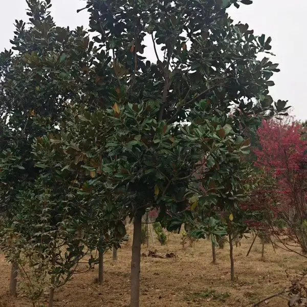 山东聊城高唐县白玉兰苗木基地批发销售,8公分红玉兰树苗厂家装车价格,玉兰产地供应商报价