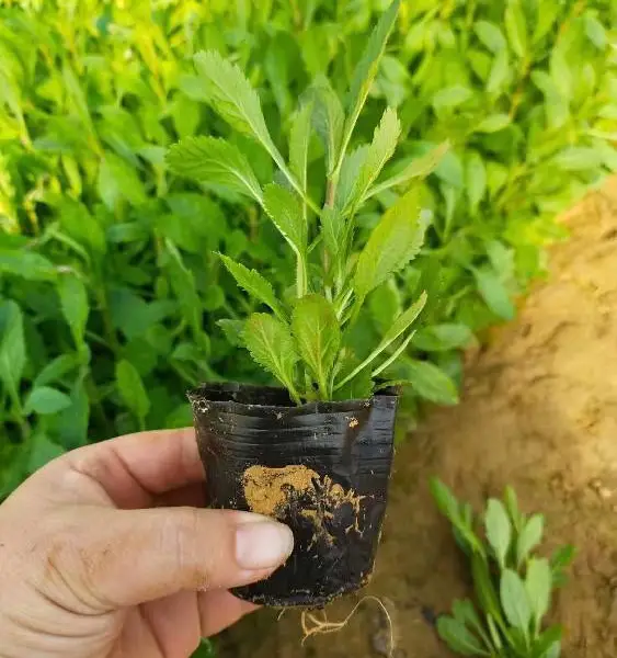 广东中山东升供应柳叶马鞭草,马鞭草批发基地