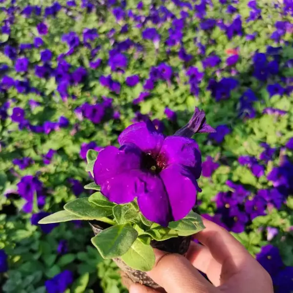 山东春季草花*** 矮牵牛杯苗供货 青州花卉市场矮牵牛盆栽 美丽乡村建设花卉