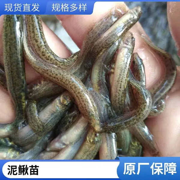 陕西西安鱼苗养殖场 当地泥鳅苗 水花苗 寸苗 基地现捞 支持现场看货 量大从优