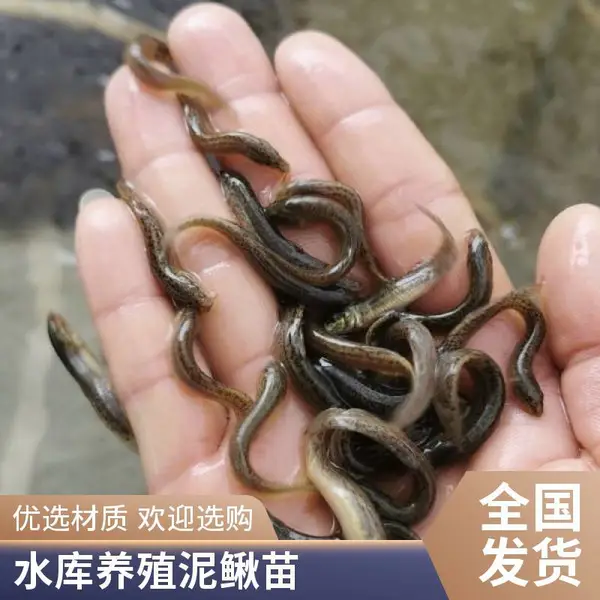 河北秦皇岛本地泥鳅苗鱼苗养殖场自产自销泥鳅水花寸苗规格齐全
