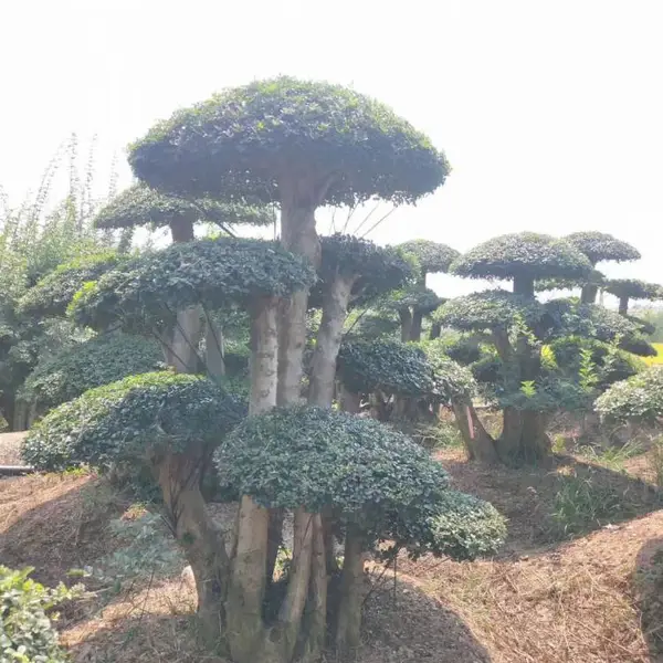 求购全冠对节白蜡-对节白蜡盆景-湖北京山白蜡造型树价格