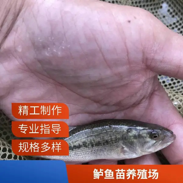 高密度养殖适应 山东潍坊鲈鱼苗鲟鱼苗养殖基地 鲈鱼苗 鲟鱼苗