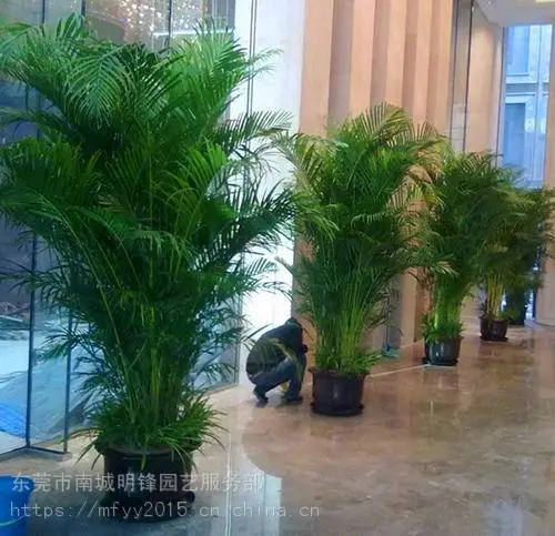 供应散尾葵 凤尾竹 东莞植物租摆 东莞花卉租赁 东莞绿植