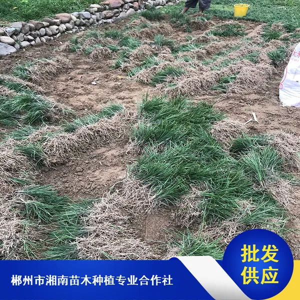 广场绿化玉龙草_咸宁常绿玉龙草_玉龙草种植基地