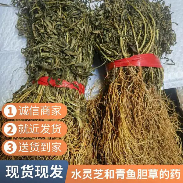 全国供应中药材 水黄连 岩黄连 含量高效果好 产地供应