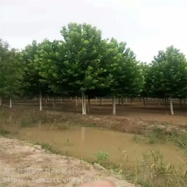 7公分法桐 为您服务 帅阳 *** 法桐 出售优质基地