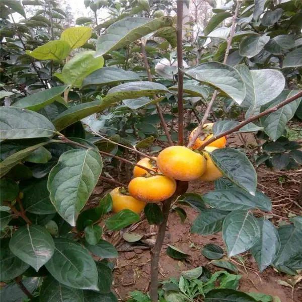惠农农业 三公分脆甜柿子树苗 当年结果不用脱涩直接食用