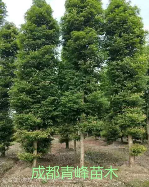 成都小叶桢楠种植基地直销、小叶桢楠价格