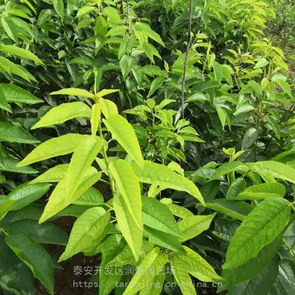 ��Ʒ�ָ���ӣ��������_��������ӣ�������