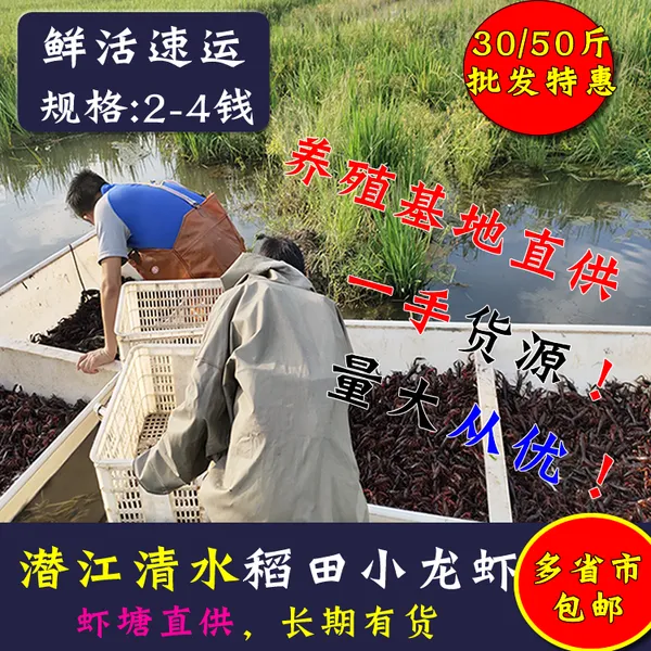 甘肃小龙虾大量供货厂家直发 养殖基地供货批发价格优惠