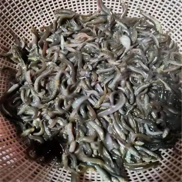 云丰杂交泥鳅苗 鱼鳅种苗渔场 台湾快大种泥鳅寸苗水花价格