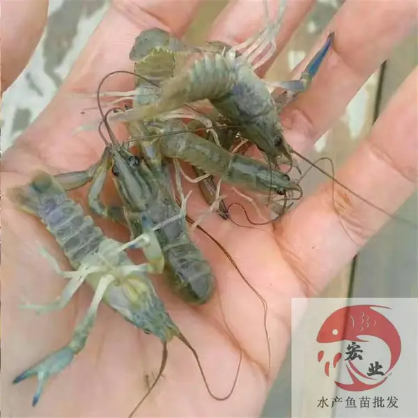 ��«����С��Ϻ����� �糡��Ӧ������