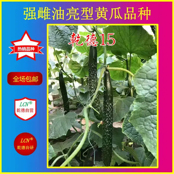 乾德15、越冬油亮型黄瓜种子、耐寒性好、不封头、产量高、抗病性好