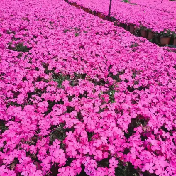 芝樱,丛生福禄考,芝樱价格,成都芝樱基地批发