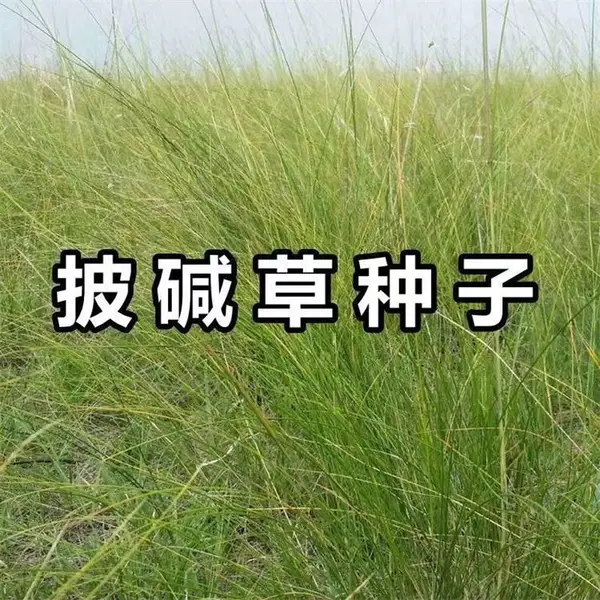�����������è��������һ��������ɫ��������