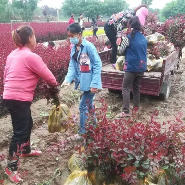 ��Ҷ��ӣС����� ����ָ������ ����������Ҷ��ӣ