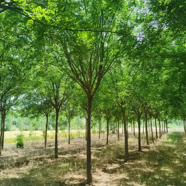 源新苗木 10-15公分国槐苗基地 道路绿化工程苗 园林造景苗木