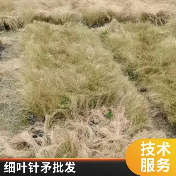 陕西水生植物基地 细叶针矛 15杯 18杯细叶针矛