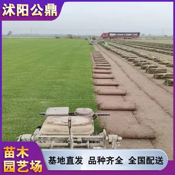 百慕大混播草坪耐寒草皮高尔夫球场可用常绿好适用