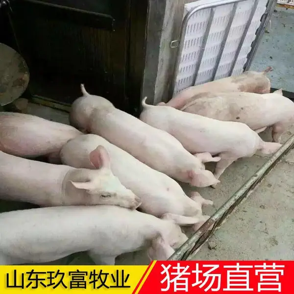 仔猪苗求购 猪苗 提供全程的技术指导