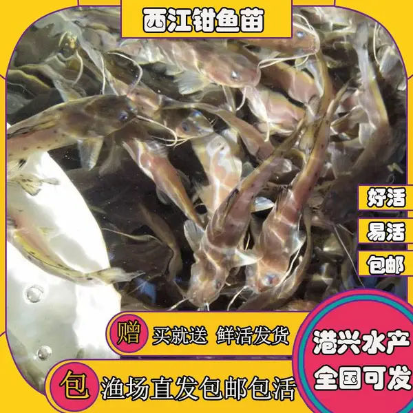 ǯ�������ֱ�� ��ˮ���������������۸��ȶ� ���������ȶ�