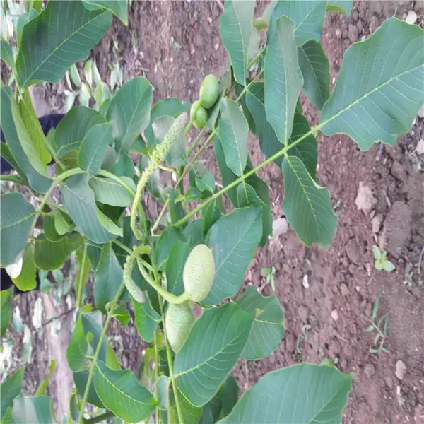 大量供应南北方果树 薄皮香玲核桃树 抗倒春寒 抗病能力强