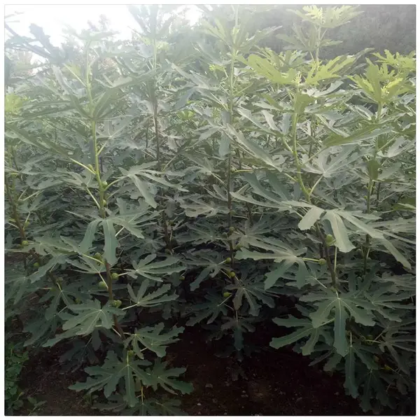 国内批发波姬红无花果苗 青皮无花果树苗 小苗 青皮无花果苗