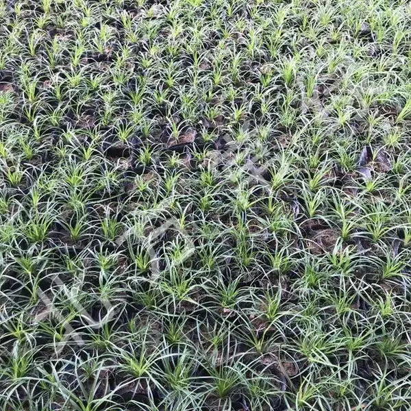 披针叶苔草价格/报价是多少？