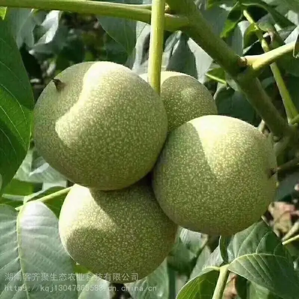 陕西青皮核桃,果仁鲜嫩,口感香甜脆嫩,不油不腻,不苦不涩,,后味脆爽