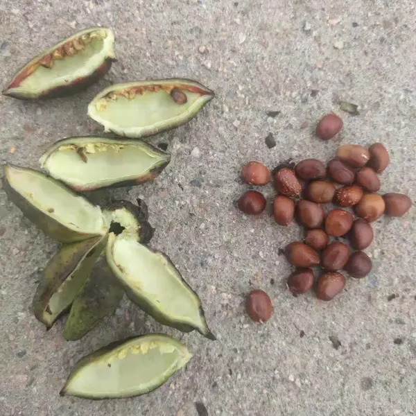 赤芍籽苗 欢迎中药材种植客户咨询采购