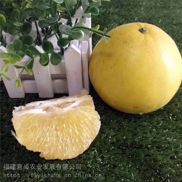 台湾甜葡萄柚苗价格 台湾甜葡萄柚苗基地 台湾甜葡萄柚苗哪里有?
