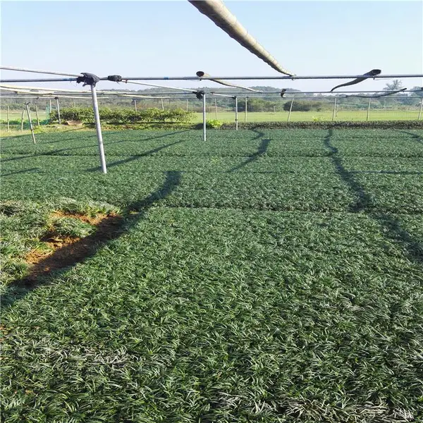 重庆永川杜鹃苗价格革故鼎新