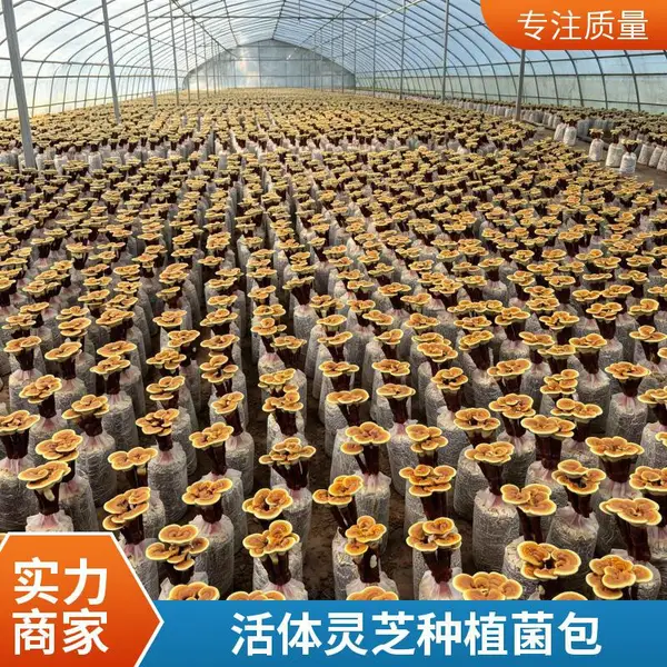 活体灵芝种植菌包 可食用观赏灵芝花 菌包厂家 源头直供活体种植