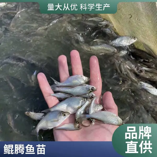 鳊鱼 武昌鱼苗批发 售后技术指导 淡水鱼养殖 渔业批量供苗 鲲腾淡水鱼