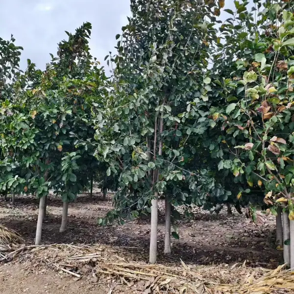 山东聊城茌平区白玉兰种植基地批发供应,9公分红玉兰树苗厂家装车价格,玉兰产地供应商报价