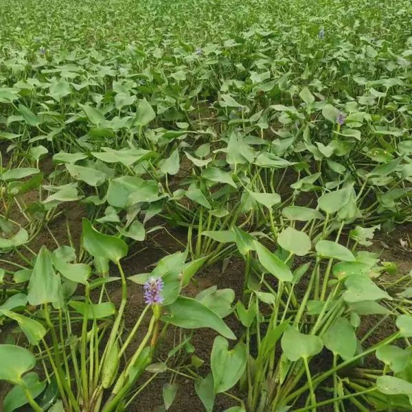 佳颖水生植物批发梭鱼草 梭鱼草价格 梭鱼草种植基地 海寿花