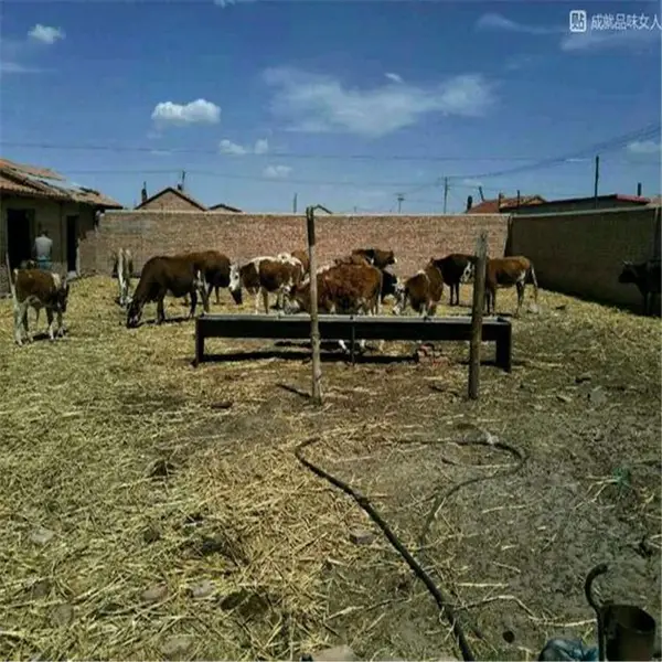 ��ţ���Ӷ���Ǯһͷ ������ţ��ֳ���� ��ţ����ʵ������� 20ͷţţ�Ὠ��ͼ ��������ţ��۸�
