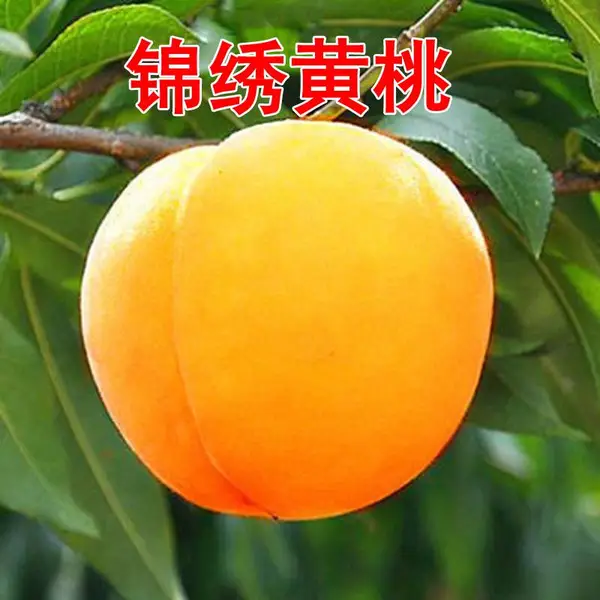 锦绣黄桃树苗基地现挖发苗保品种,规格1至3年生都有